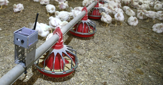 Como o sensoriamento remoto pode melhorar a produção avícola