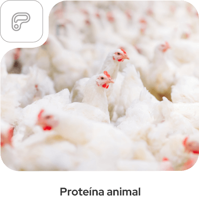 Proteína animal